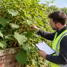 Japanese Knotweed Removal